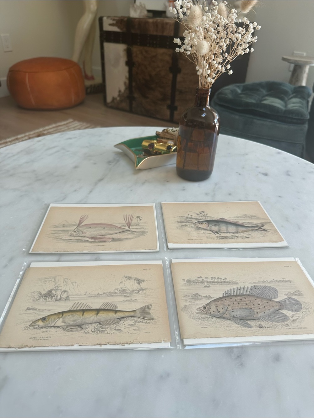 1800s Jardine’s The Naturalist’s Library Chromolithographs Rare Fish